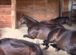Ces chevaux se reposent jusqu'à ce qu'il commence à filmer... Attendez de voir ce qu'il va faire !