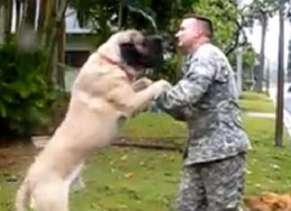 Ce militaire rentre chez lui après plusieurs mois en mission… regardez la réaction de son chien !│MiniBuzz