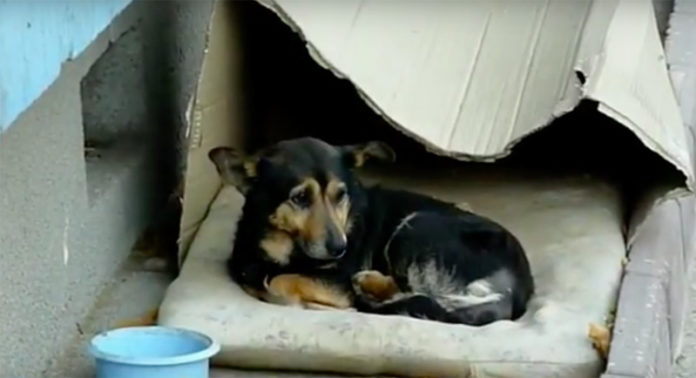 Abandonné et ignoré, ce chien vivait dans une boite en carton … attendez de voir ce qui lui est arrivé ! | MiniBuzz