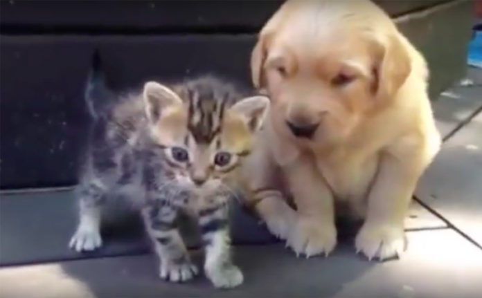 Un bébé chien rencontre pour la première fois son nouvel ami … attendez de voir sa réaction ! | MiniBuzz