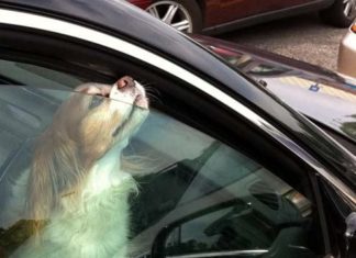 états-unis: un policier oblige une femme à rester enfermée dans une voiture en plein soleil après qu’elle ait laissé son chien à l’intérieur. │MiniBuzz