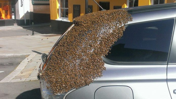 Pendant 2 jours, plus de 20,000 abeilles pourchassent sa voiture... Attendez de voir ce qu'il avait dans le coffre !