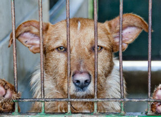 Condamnés à 50 ans de prison pour torture sur les animaux