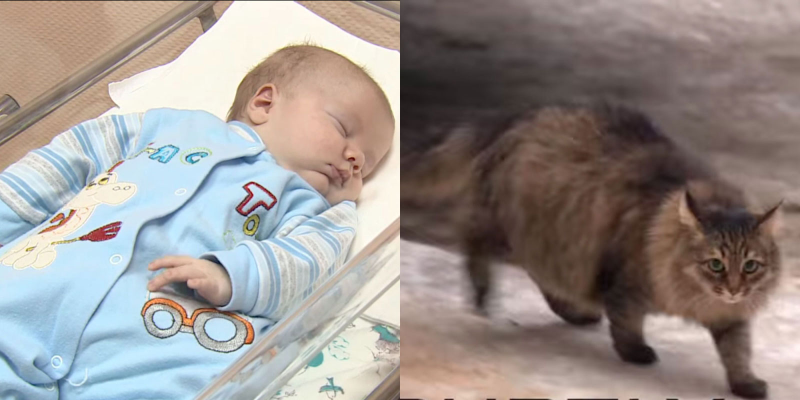 Russie: un chat sauve un bébé abandonné…  Attendez de voir il s’est blotti contre le petit garçon pour le protéger du froid…