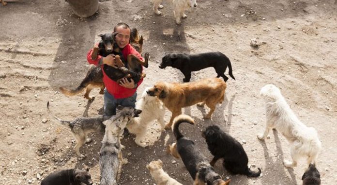 Il achète un abattoir à chien et sauve 2000 animaux