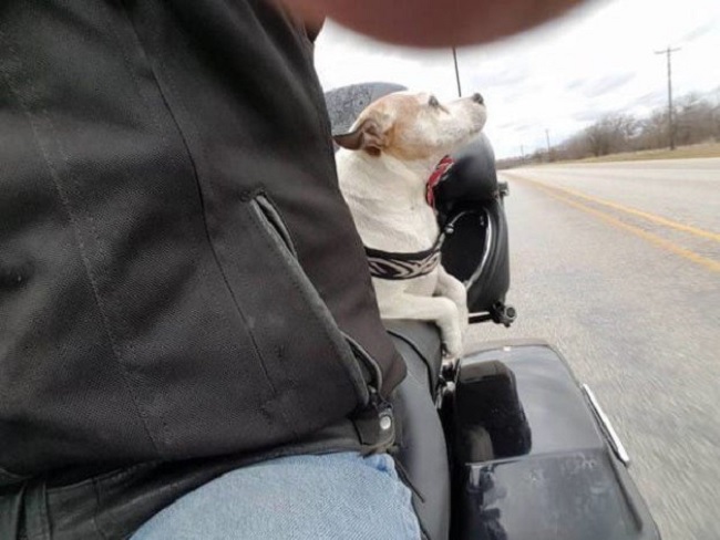 un chauffard jette un chien sur la route… attendez de voir, ce motard va lui sauver la vie ! │MiniBuzz