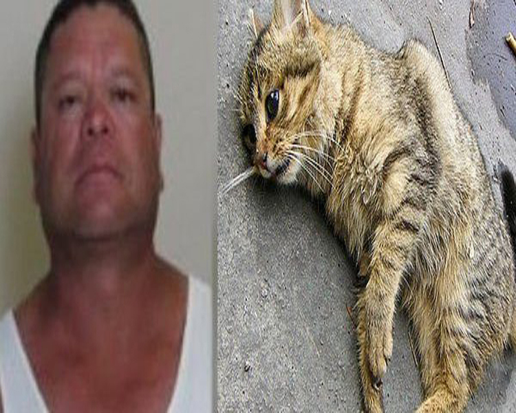Un homme condamné à 1 an de prison pour avoir battu un chat… (voir la suite)