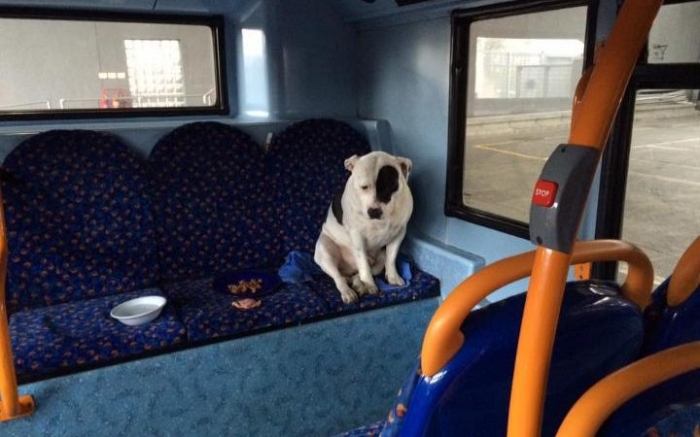 Ce pauvre chien a été abandonné dans un bus… attendez de voir comment il attend son maître le cœur brisé !