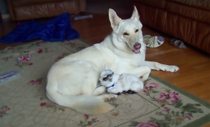 Un chien adopte un bébé chèvre … Attendez de voir comment ils sont heureux ensemble ! | MiniBuzz