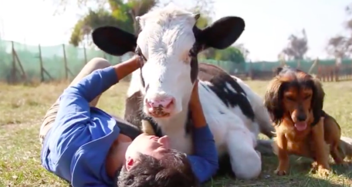 Sauvée de l’abattoir, cette vache passe désormais ses journées à faire ça… attendez de voir ! | MiniBuzz