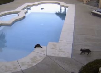Un chat en voit un autre au bord de la piscine. La tentation est irrésistible...│MiniBuzz