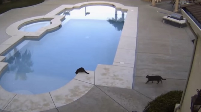 Un chat en voit un autre au bord de la piscine. La tentation est irrésistible…