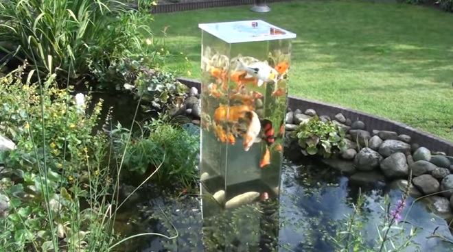 Un homme place un aquarium à l’envers dans son étang… Attendez de voir les poissons dans cette vidéo ! Ils ont l’air heureux.