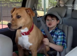 Une pitbull est adoptée par la famille d'un enfant autiste. L'effet est surprenant.│MiniBuzz