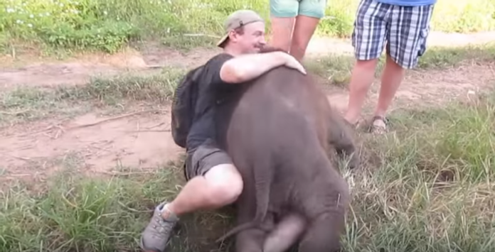 Un bébé éléphant tombe littéralement amoureux de ce touriste : une expérience irremplaçable