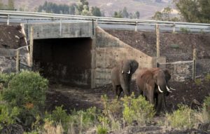 Voici 10 images incroyables de ponts spécialement conçus pour le passage des animaux sauvages ! | Minibuzz