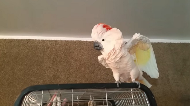 Il demande au perroquet de rentrer dans la cage, mais il lui répond… avec de la repartie!