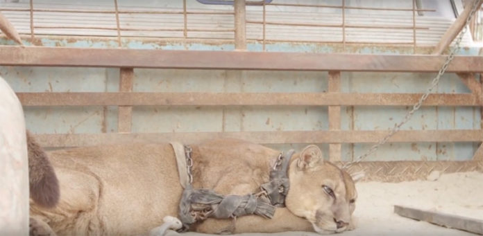 Ce puma a été attaché pendant plus de 20 ans dans la boite d’un camion…. attendez de le voir aujourd’hui ! | MiniBuzz