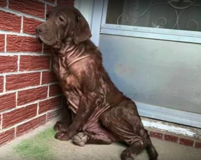 Cette chienne errante vivait sur le porche d’une un maison abandonné… attendez de voir ce qu’il va lui arriver ! | MiniBuzz