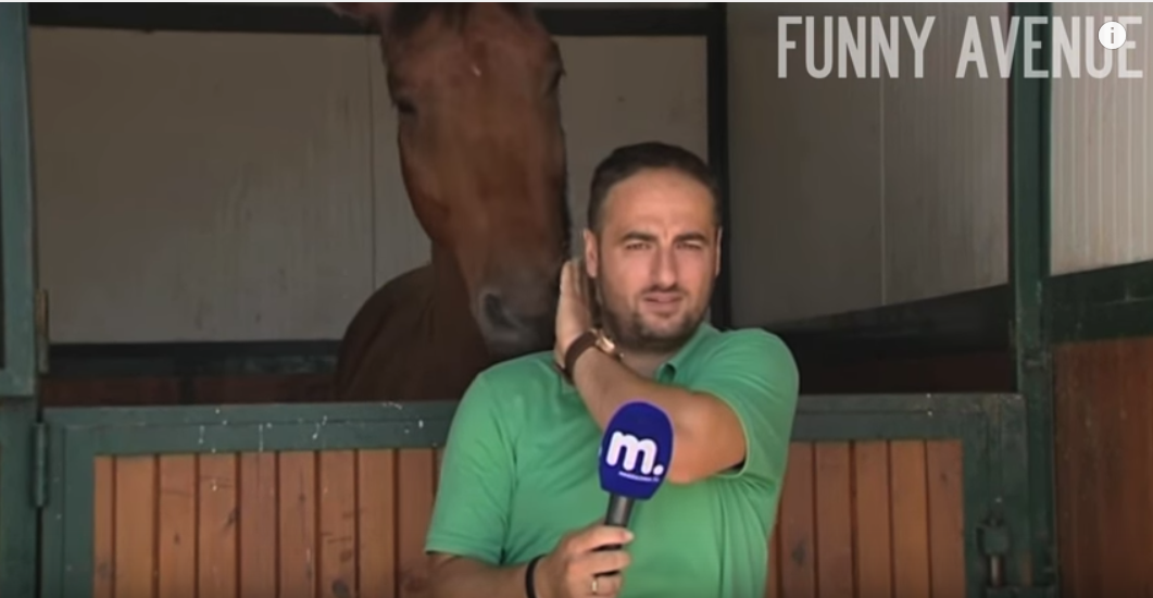 Ce journaliste essaye de faire son travail, mais le cheval dans son dos n’est pas prêt à le laisser tranquille. Une scène hilarante !