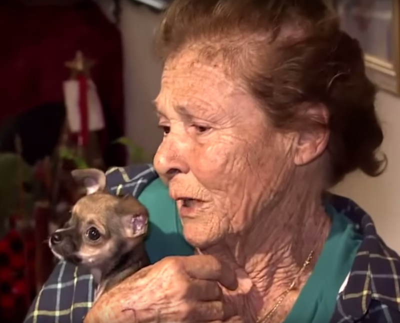 Une femme de 83 ans se fait attaquer par des chiens errants… Attendez de voir la suite !│MiniBuzz