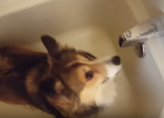 Le maître dit le mot « douche»... La réaction de son chien est hilarante