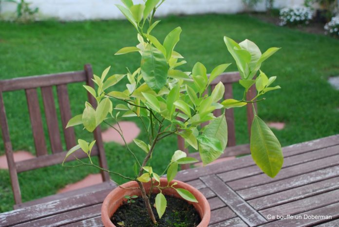 Apprenez à planter les pépins de citron pour donner naissance à un arbre tout à vous