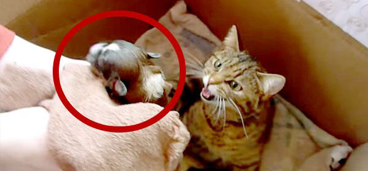 Un bébé chien arrive à coté d’une maman chat accompagnée de ses petits… attendez de voir la réaction du félin !