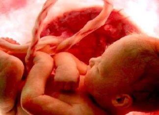 Voici à quoi ressemblent 9 mois de grossesse à l’intérieur du ventre de la mère en 4 minutes. Génial !│MiniBuzz