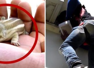 Il risque sa vie en escaladant un mur de 6 m pour sauver un bébé animal…. attendez de voir ! | MiniBuzz