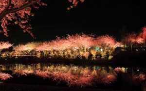Les cerisiers viennent juste de fleurir dans ce village japonais et les photos sont magiques ! | Minibuzz