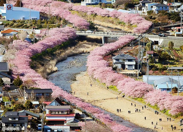 Les cerisiers viennent juste de fleurir dans ce village japonais et les photos sont magiques !
