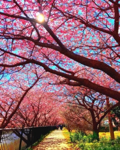 Les cerisiers viennent juste de fleurir dans ce village japonais et les photos sont magiques ! | Minibuzz