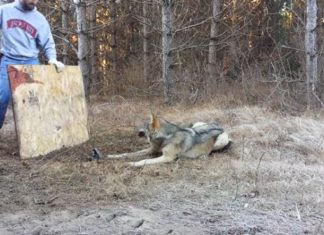 Le loup est tombé dans le piège. Ce que fait ce garde forestier est dangereux, mais admirable !│MiniBuzz