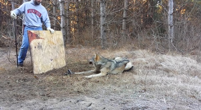 Le loup est tombé dans le piège. Ce que fait ce garde forestier est dangereux, mais admirable !