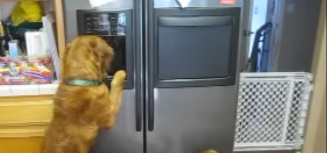 Ces chiens ont découvert la machine à glace… Et ils ne pensent qu’à ça!