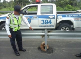 ÉQUATEUR: Un policier sauve un paresseux coincé sur l’autoroute … Attendez de voir sa réaction!
