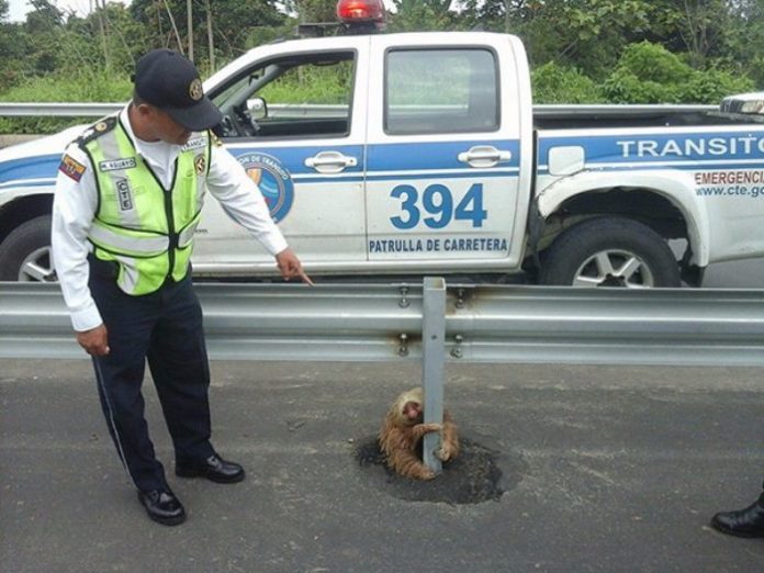 ÉQUATEUR: Un policier sauve un paresseux coincé sur l’autoroute … Attendez de voir sa réaction!