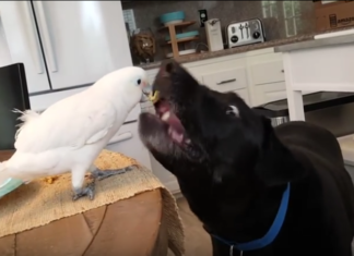 Le perroquet mange et le chien le regarde, mais ce qu'il se passe peu après est trop mimi!