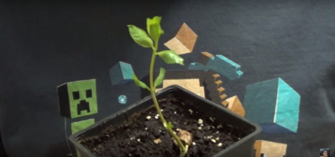 Voici comment faire germer les pistaches du supermarché pour avoir votre propre arbre.│MiniBuzz