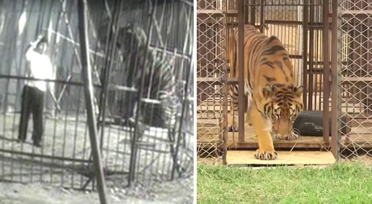 Après Des Années Passées Dans Une Cage, Un Tigre Touche L’herbe Pour La Première Fois: Sa Réaction Est Adorable