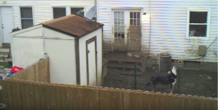 Il filme pendant six semaines le chien du voisin: ce qu’il découvre est déchirant