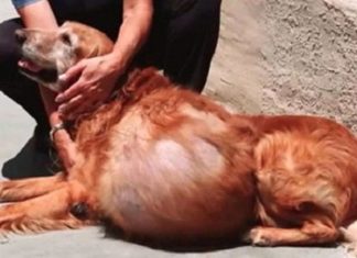 Ses maîtres abandonne ce chien avec une tumeur de 20 kgs…. attendez de voir ce pauvre chien