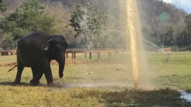 Un éléphant s’approche d’un arroseur… La suite vous fera sourire.