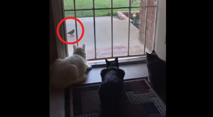 3 Chats Observent Un Oiseau, Mais QUELQU’UN Arrive Et C’est La Panique !!!