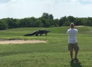 Un alligator gigantesque envahit un terrain de golf. Terrifiant et fascinant !│MiniBuzz