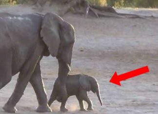 Ils Filment Des éléphants Qui Prennent Leur Bain: Ce Que Fait Le Petit Va Vous Faire Sourire! | Minibuzz