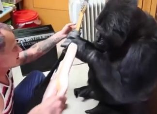 Le bassiste des Red Hot Chili Peppers joue devant le gorille: Ce que fait l'animal est incroyable.│ MiniBuzz