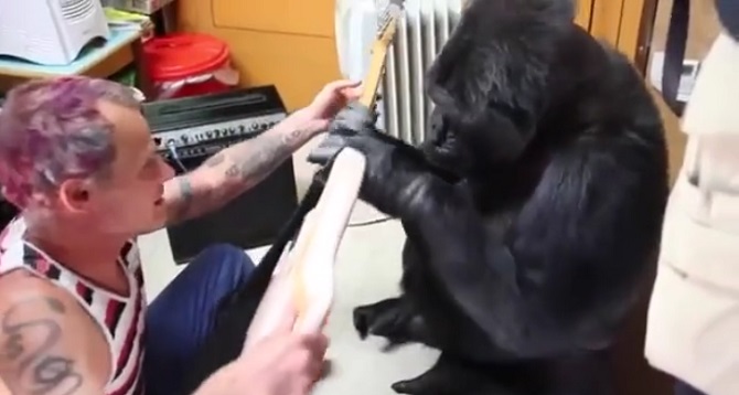 Le bassiste des Red Hot Chili Peppers joue devant le gorille: Ce que fait l’animal est incroyable.