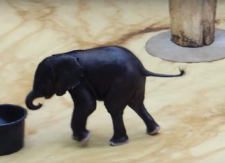 Un Petit éléphant Voit Un Bassin D'eau: Ses Jeux Sont Hilarants! | Minibuzz